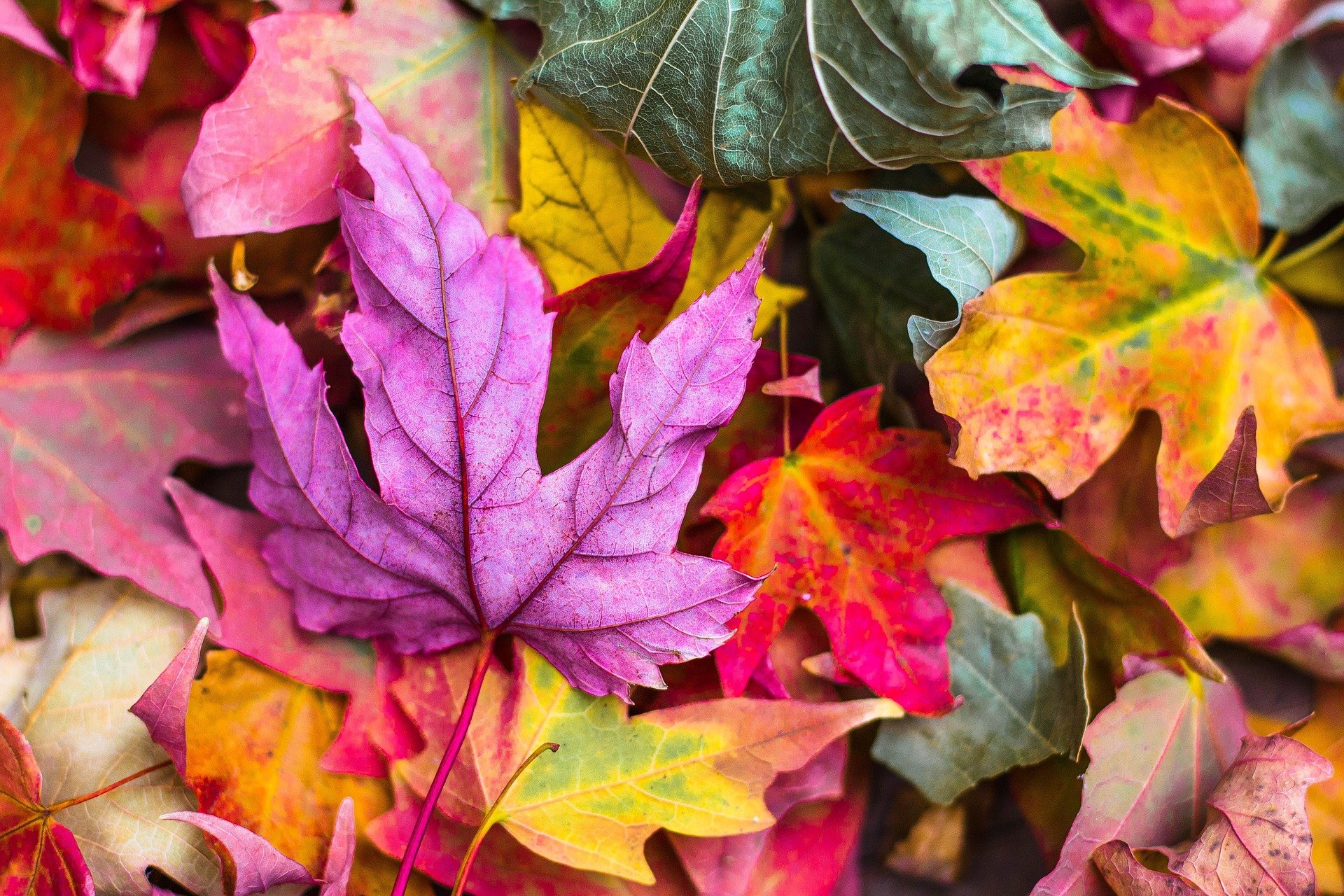 herfst - ped studiedag herfst - ped studiedag