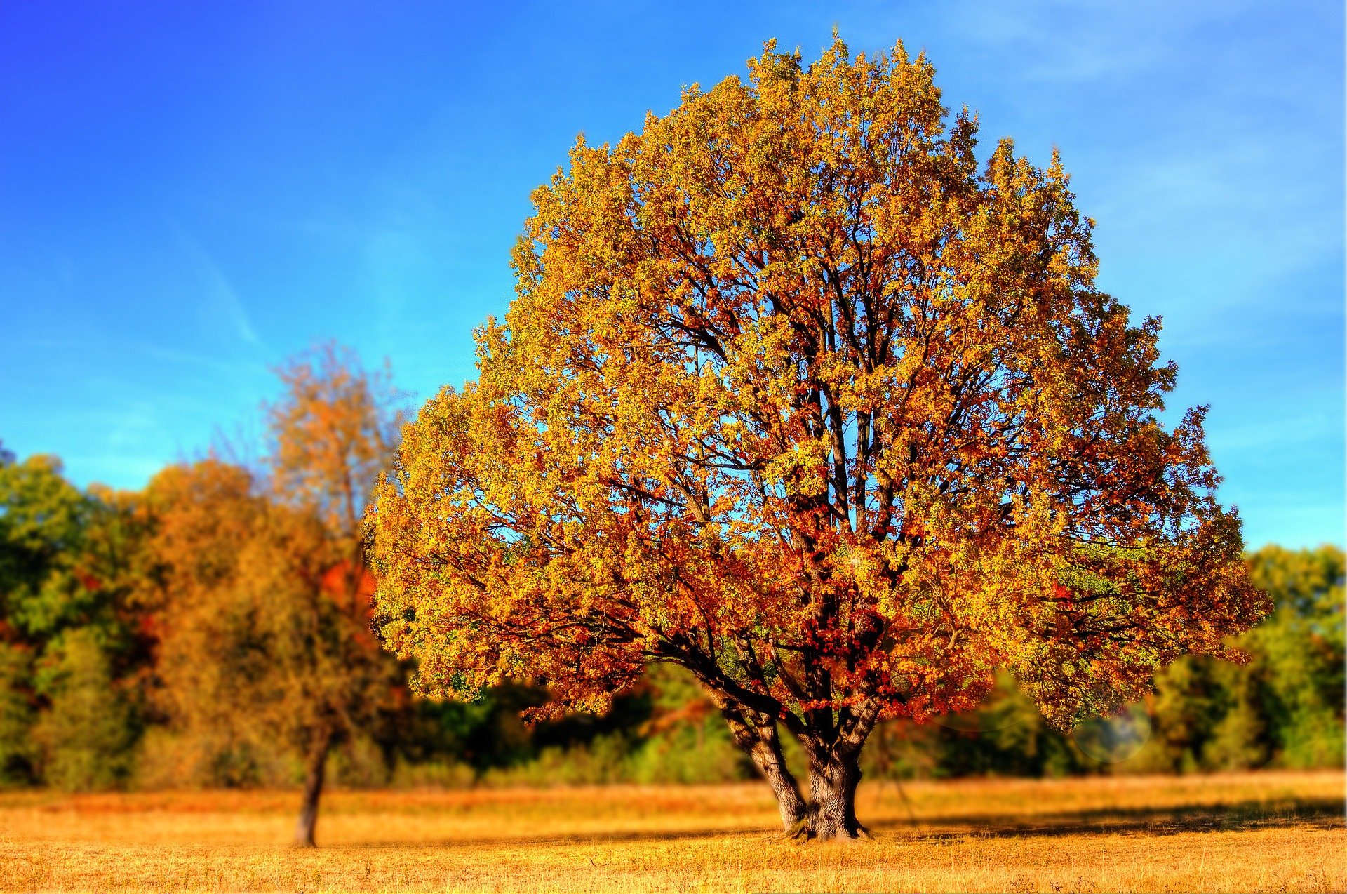 herfst - vrije dag herfst - vrije dag